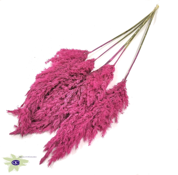 Pampas Grass 100cm 5stems per bunch Frosted Cerise