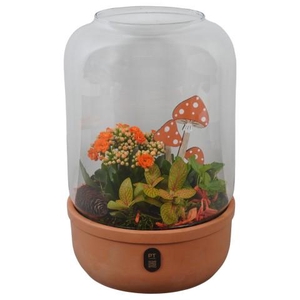 PTHG8245 Arrangementen kamerplanten