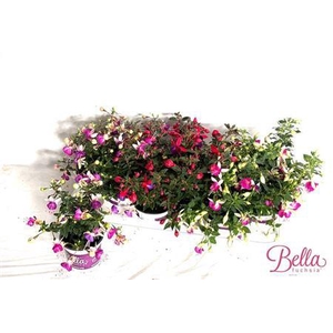 Fuchsia B F Gem