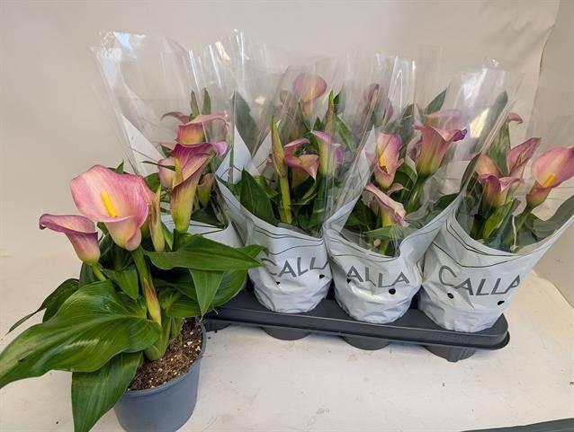 arr8 Zant Capt Marrero