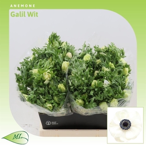 Anemone Galil Wit