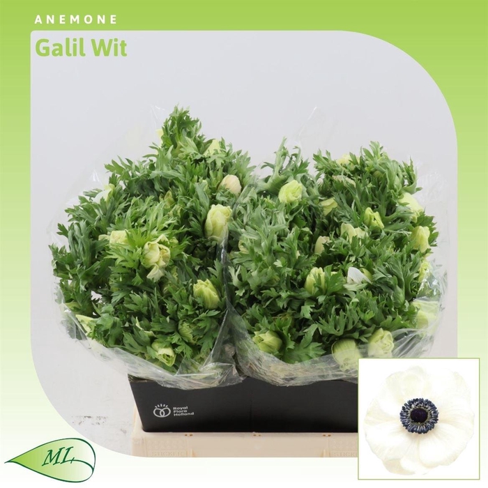 <h4>Anemone Galil Wit</h4>
