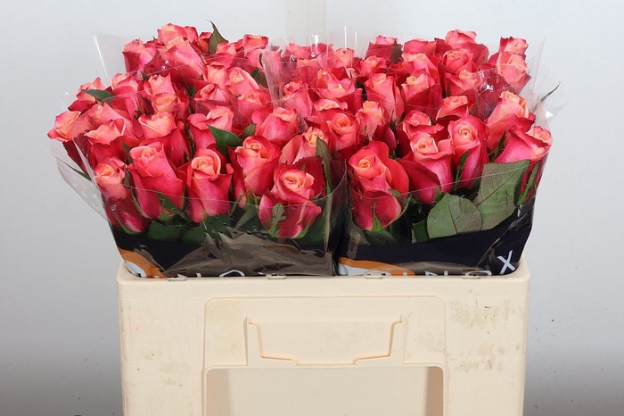 <h4>Rosa GR 'Helene'</h4>