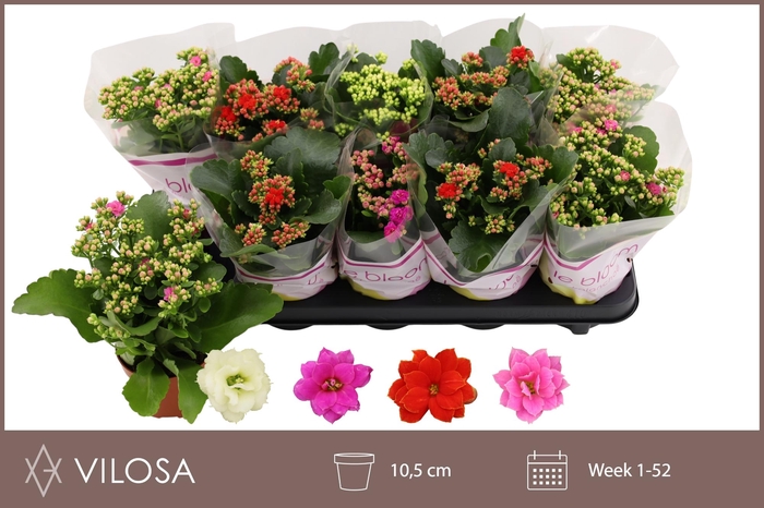 <h4>KAL GE GEM 4 KL</h4>