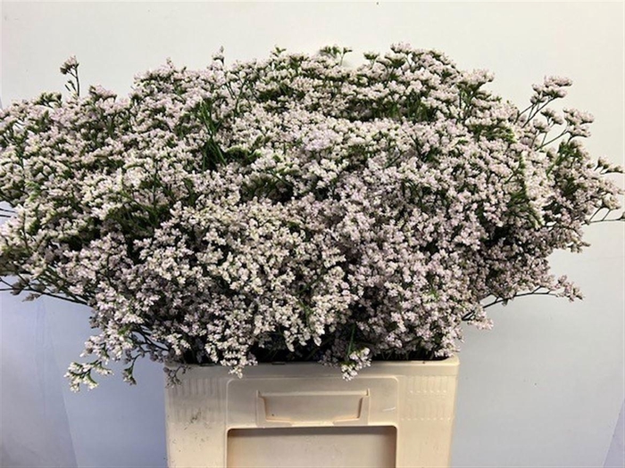 <h4>LIM WHITE NETO</h4>