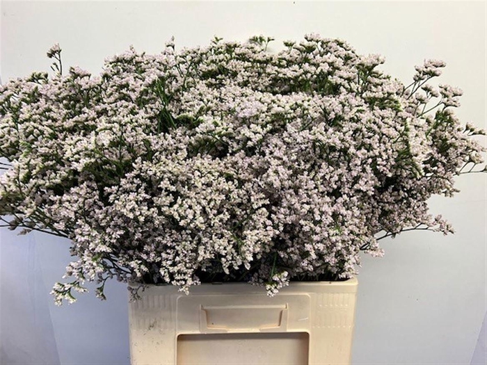 <h4>LIM WHITE NETO</h4>