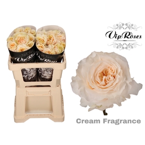R GR CREAM FRAGRANC+ x 20