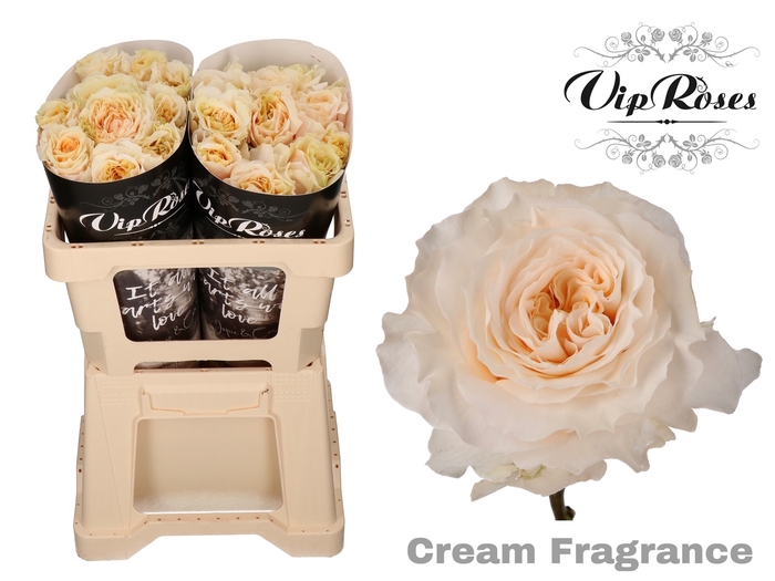 R GR CREAM FRAGRANC+ x 20