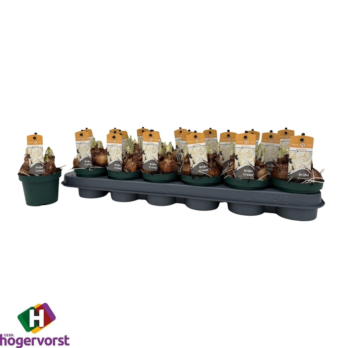 <h4>NARC D BRIDAL CROWN</h4>