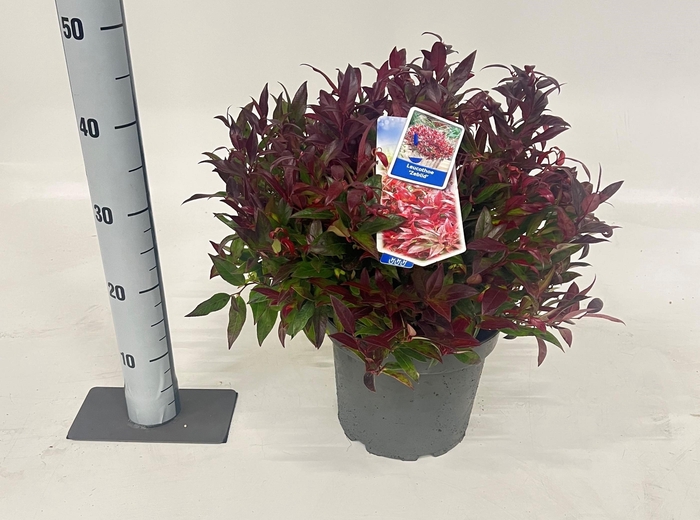 <h4>LEUCOT AX ZEBLID</h4>