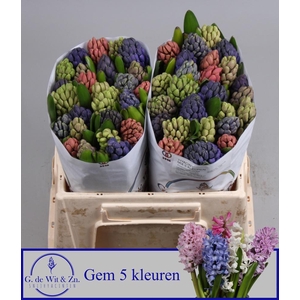 HYAC GEM 5 KLEUREN
