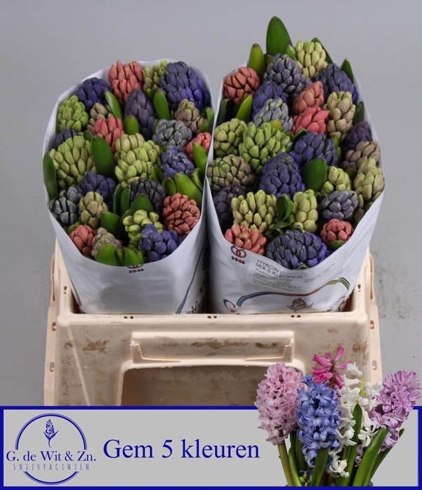 <h4>HYAC GEM 5 KLEUREN</h4>