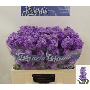 MATTH IMPALA LAVENDE