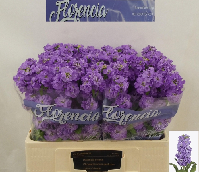 <h4>MATTH IMPALA LAVENDE</h4>