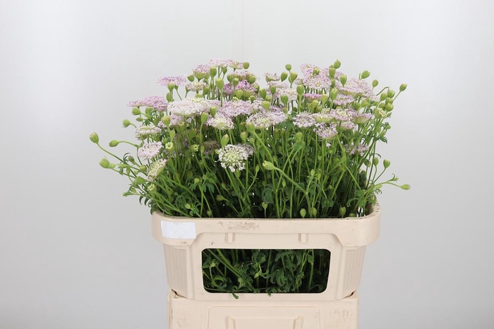 <h4>Didiscus Roze</h4>