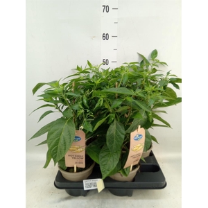 Capsicum annuum   ...peper