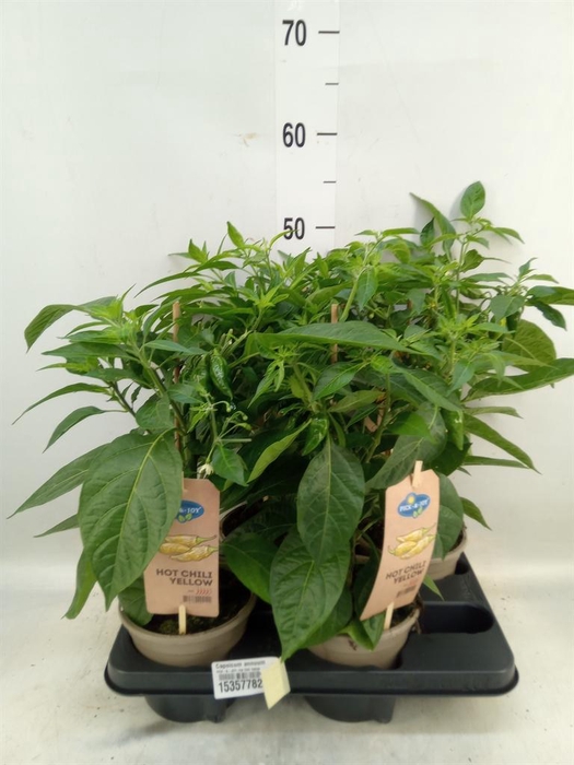 <h4>Capsicum annuum   ...peper</h4>