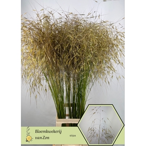 STIPA GIGANTEA