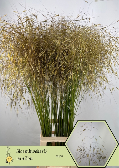<h4>STIPA GIGANTEA</h4>