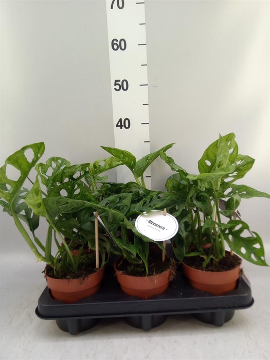 <h4>Monstera obliqua 'Leichtlinii'</h4>