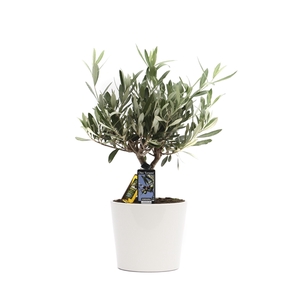 Olea Olijf in Keramiek Roma
