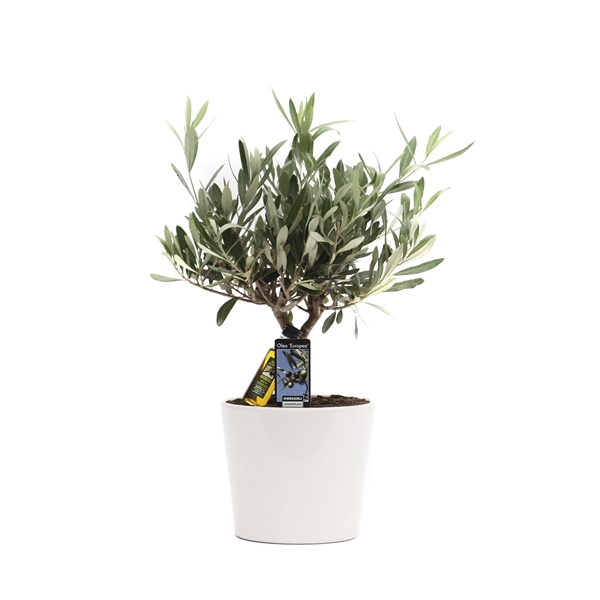 <h4>Olea Olijf in Keramiek Roma</h4>