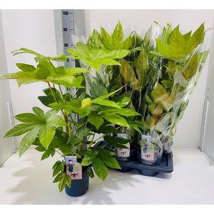 FATSIA OV