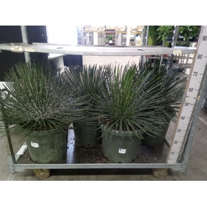Agave   ...