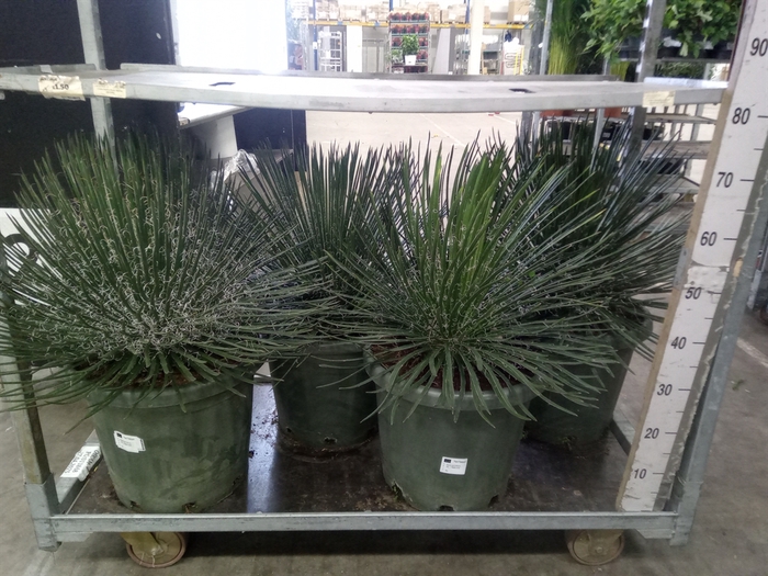 <h4>Agave   ...</h4>