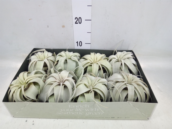 <h4>Tillandsia xerographica</h4>