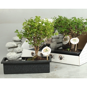 BONSAI GEM