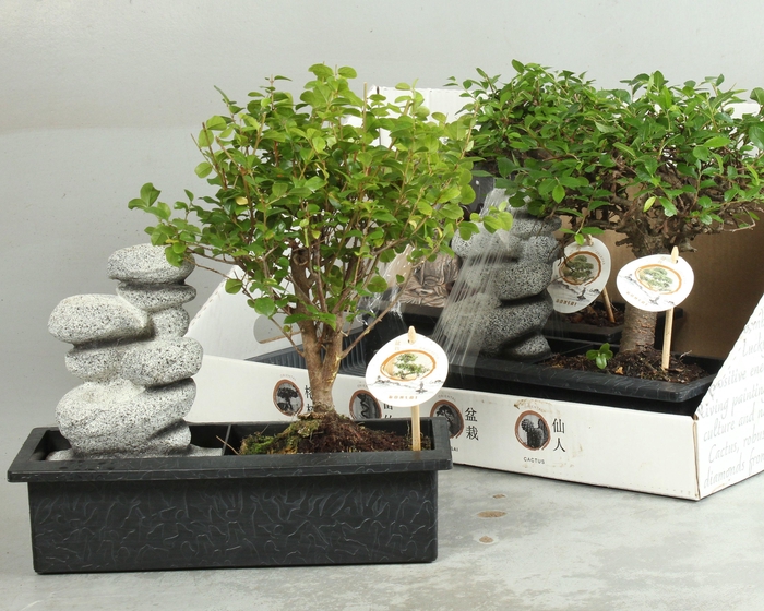 <h4>BONSAI GEM</h4>