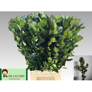 ILEX BL M BLU PRINCE