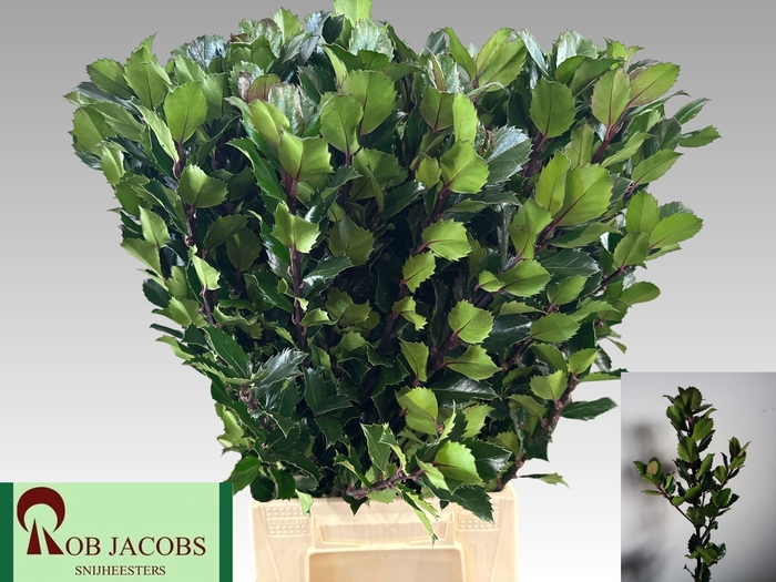 <h4>ILEX BL M BLU PRINCE</h4>