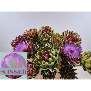 Cynara Sc Green Globe Vertakt