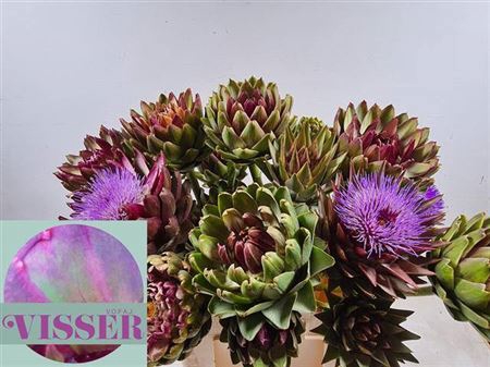 <h4>Cynara Sc Green Globe Vertakt</h4>