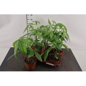 Pachira 12 Cm. P. Aquatica Vlechtstam