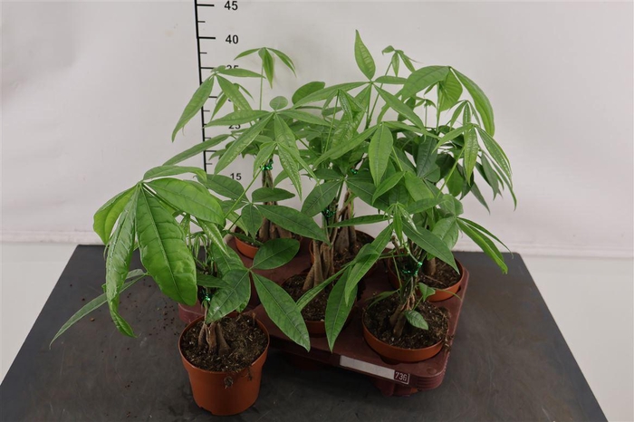 <h4>Pachira 12 Cm. P. Aquatica Vlechtstam</h4>