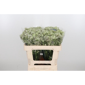 Astr Billion Star Xl