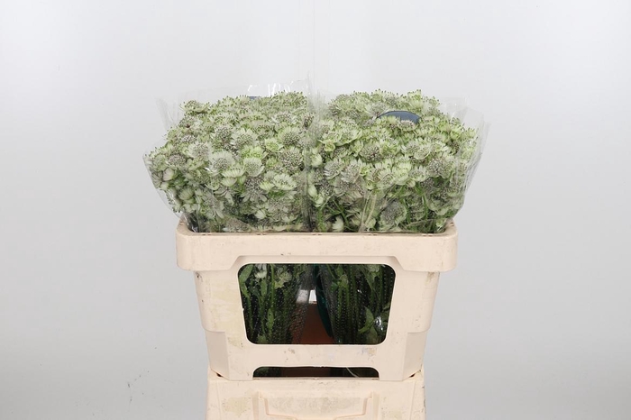 <h4>Astr Billion Star Xl</h4>