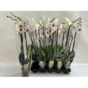 PHAL CALYPSO