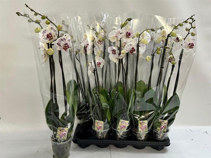 <h4>PHAL CALYPSO</h4>