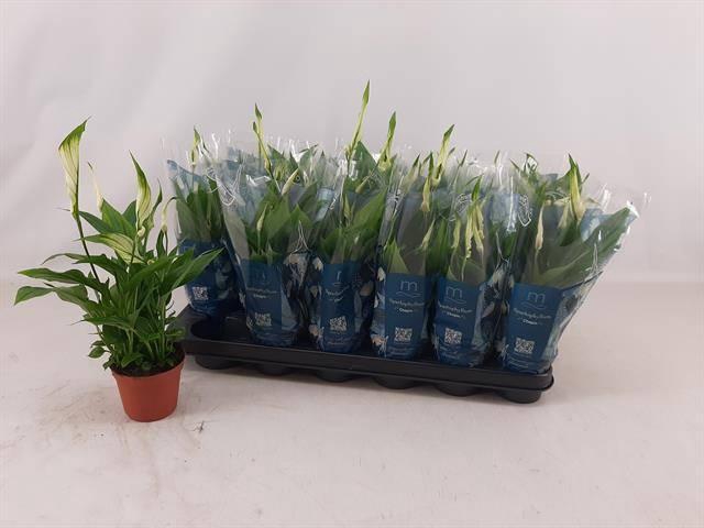 <h4>SPATH CHOPIN P9</h4>