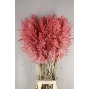 Df Pampas 115cm Light Pink