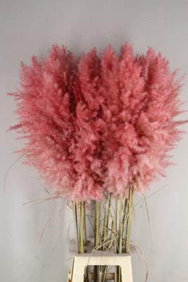 <h4>Df Pampas 115cm Light Pink</h4>