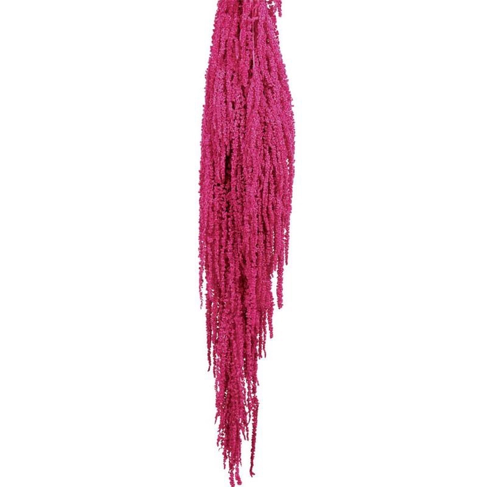 Preserved amaranthus paint cerise