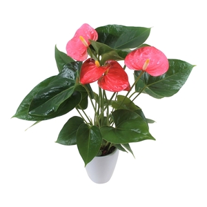 Anthurium XL.31 Arisa Pink 9cm keramiek