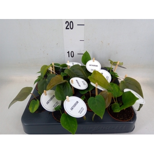 Anthurium   ...