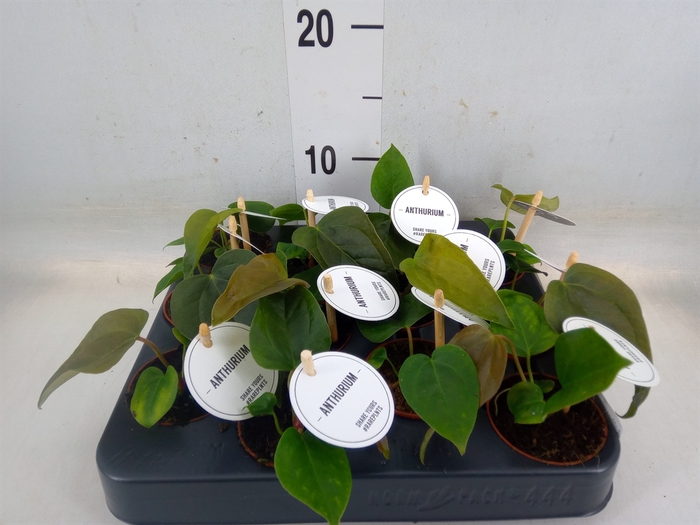 <h4>Anthurium   ...</h4>