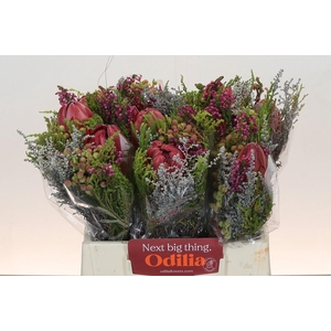 BQ Protea Cynaroides SFB